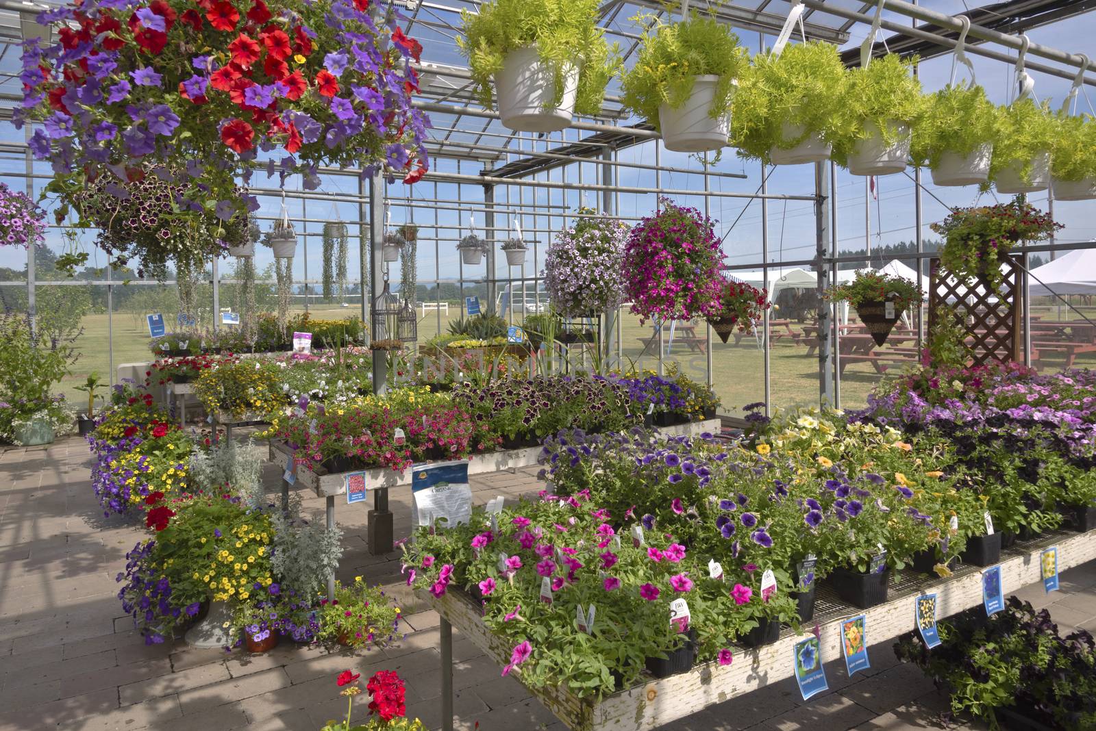 Display of Summer blooms in a farm and garden nursery Canby Oregon.