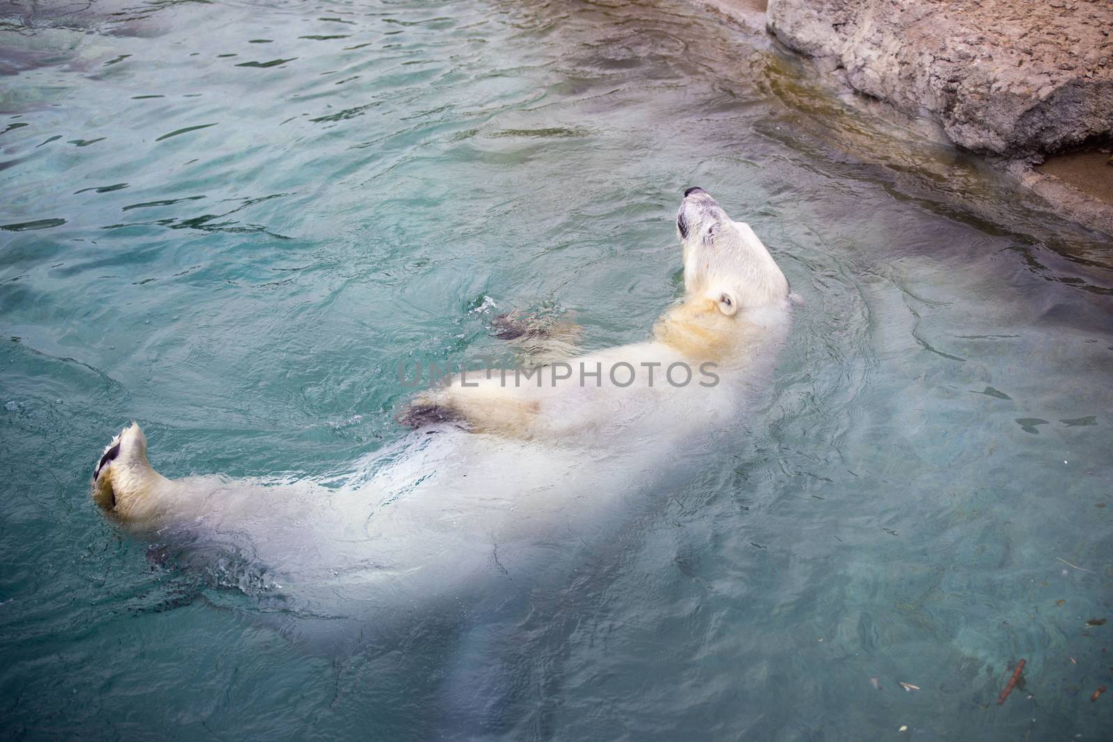 Polar bear swimming by rgbspace