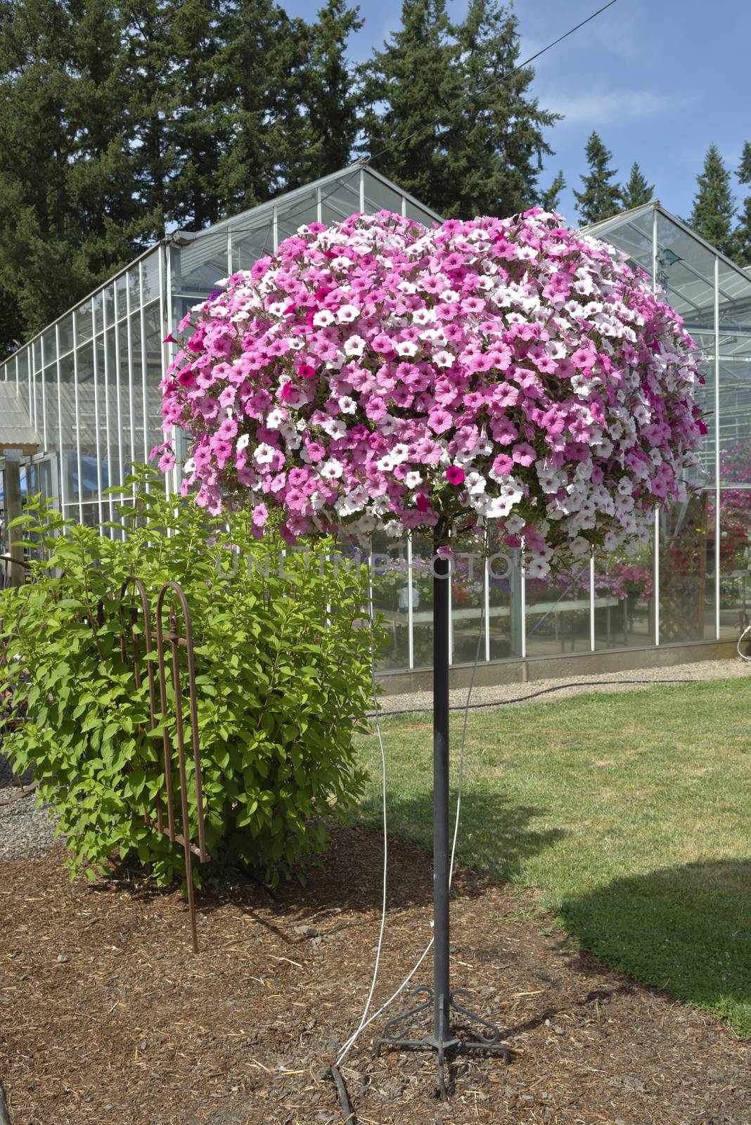 Display of Summer blooms in a farm and garden nursery Canby Oregon.