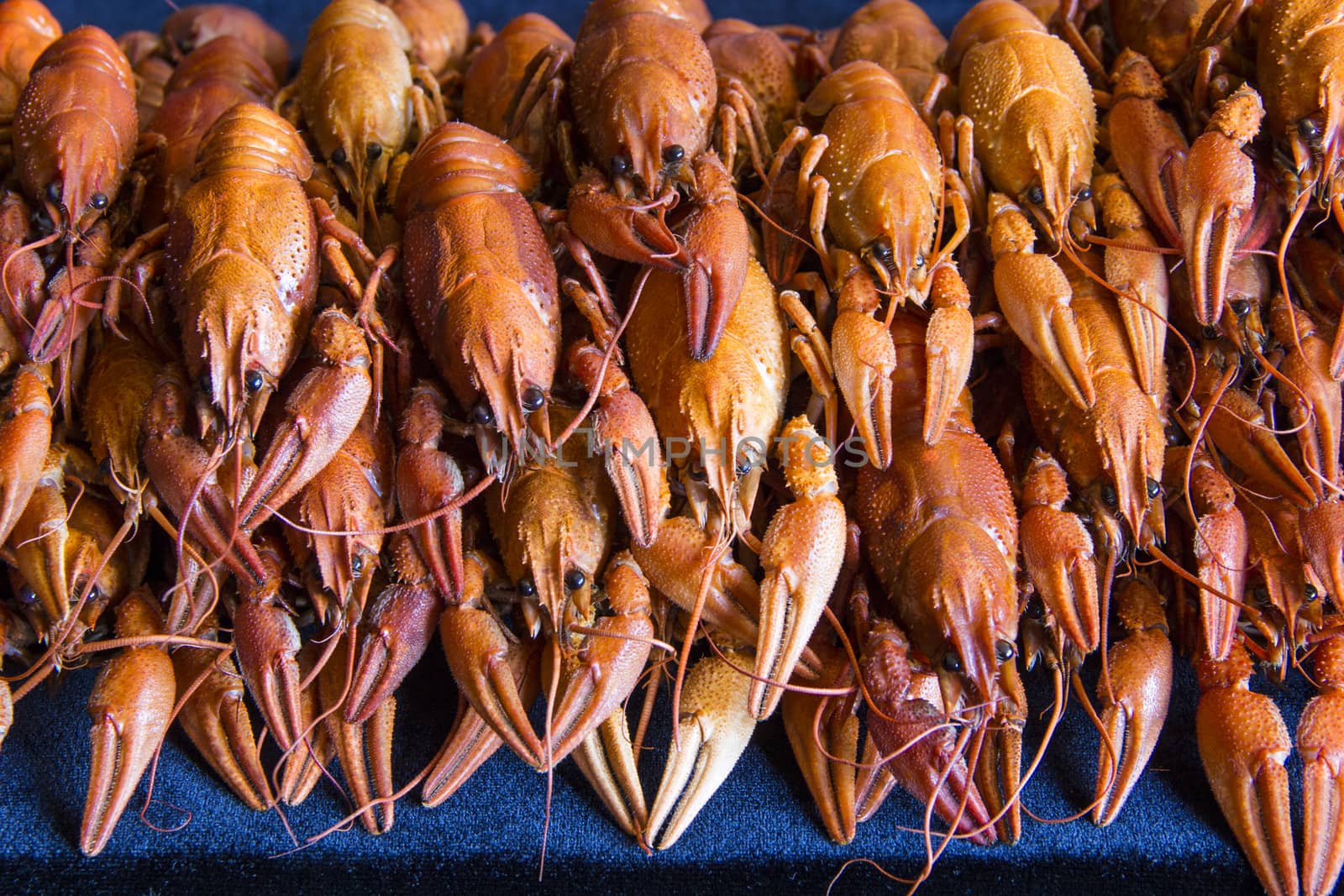 Photo of background with red boiled crawfishes