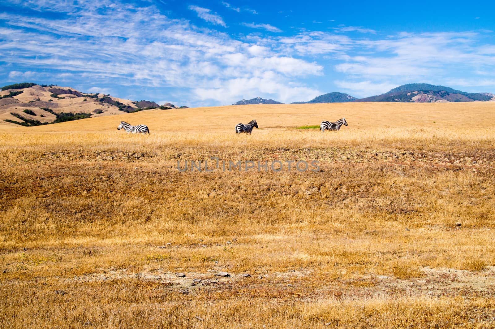 Three Zebra grazing on California coast grasslands by emattil