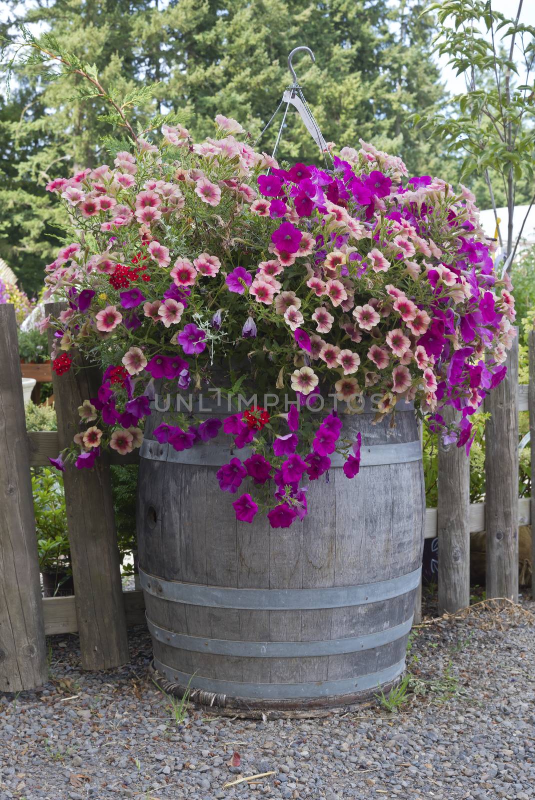 Display of Summer blooms in a farm and garden nursery Canby Oregon.