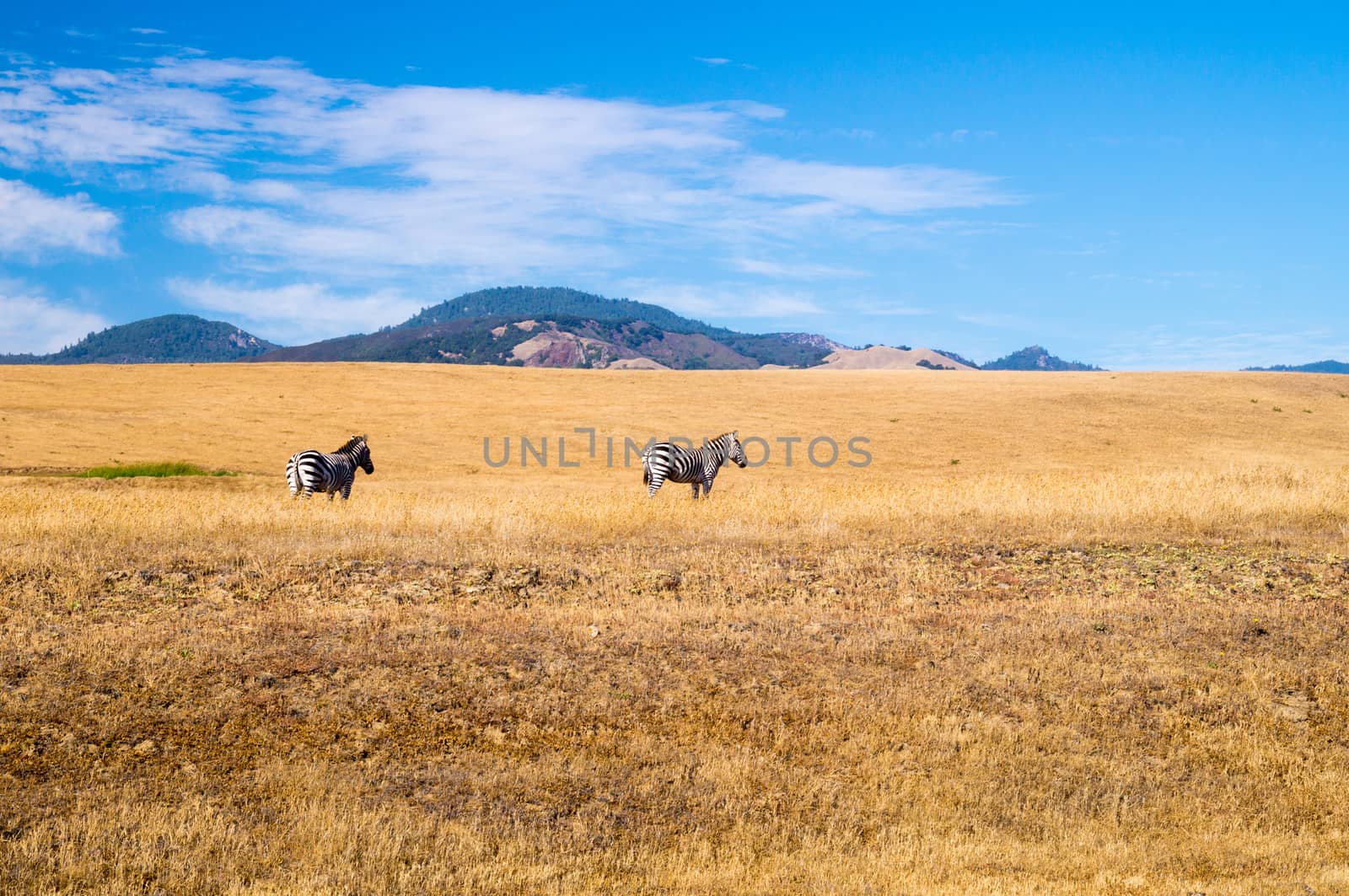 California Dreaming for two Zebra by emattil