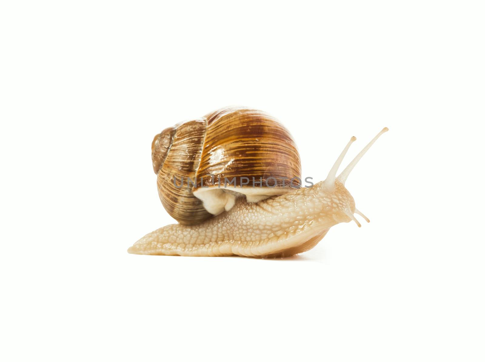 sweet charming snail isolated on white background