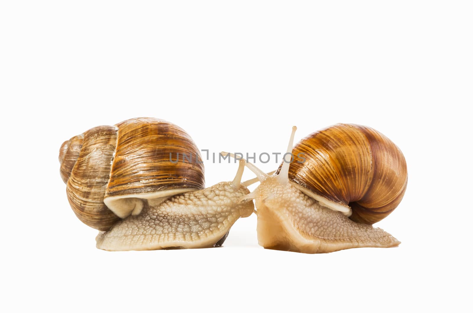 Two snails drawn to each other isolated on a white background. The concept of love, feelings, attitudes.