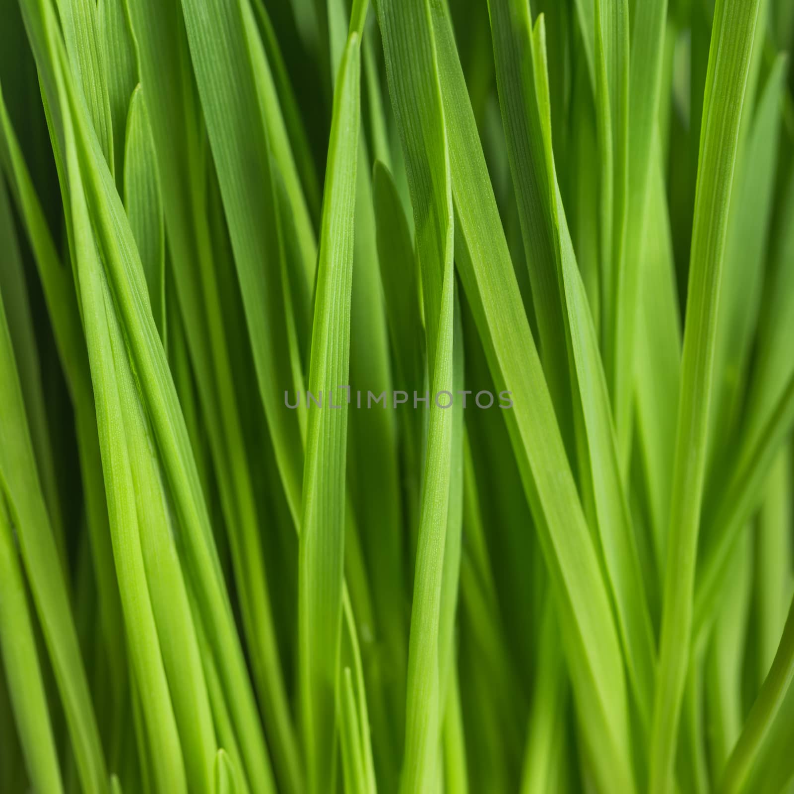 fresh green grass, oat sprouts, close up by iprachenko