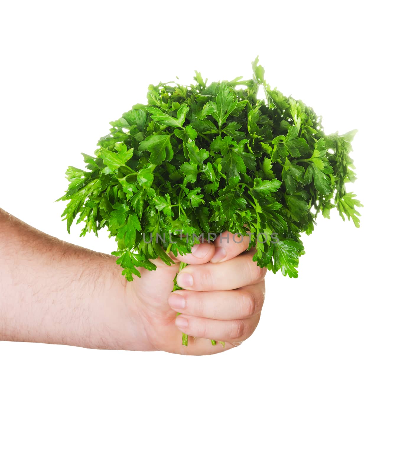 man's hand holding a bunch of parsley, fresh herbs, isolated on white background, healthy eating, vegetarian, raw food concept