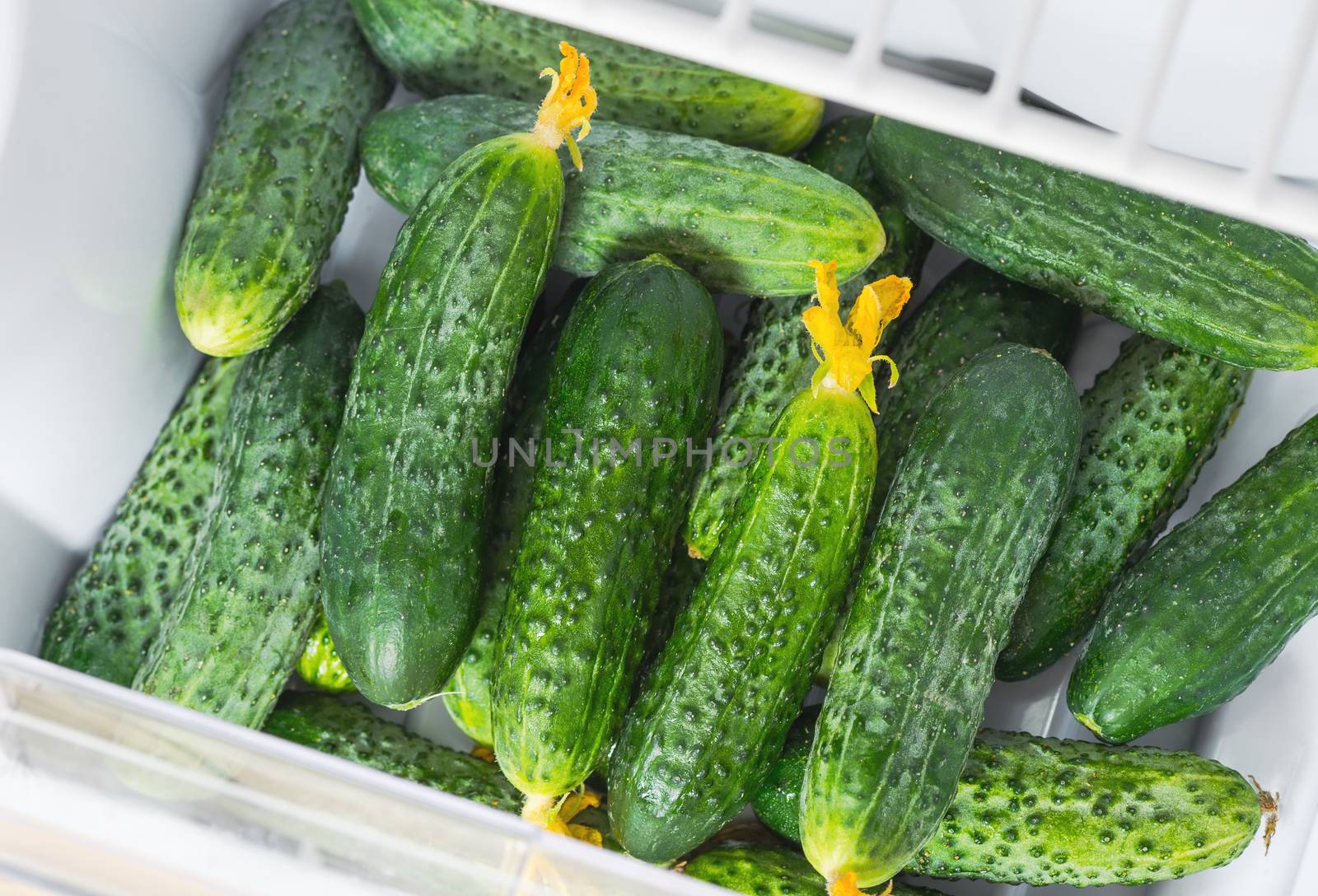 collection of fresh mineral village cucumbers in a box in the refrigerator, top view, close up