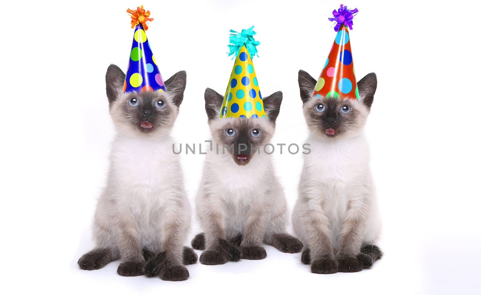 Siamese Kittens Celebrating a Birthday With Hats by tobkatrina