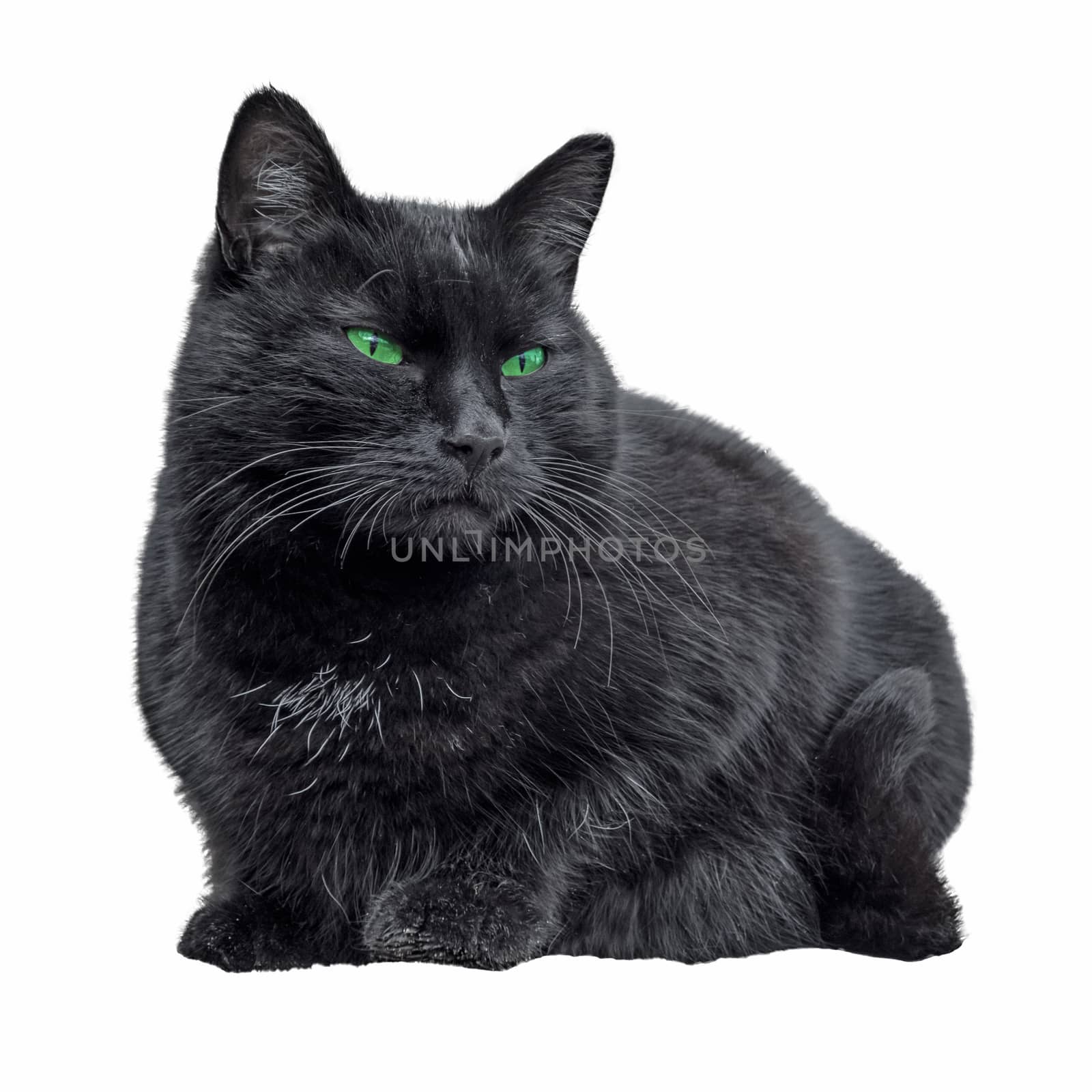 Black cat sitting and looking, isolated on white