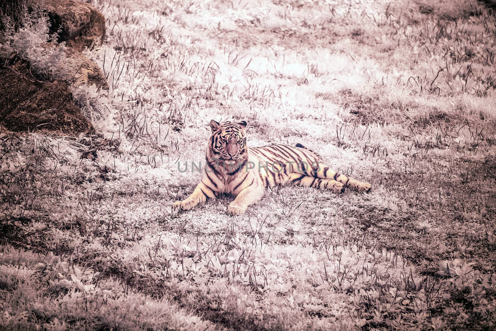 Tiger in infrared