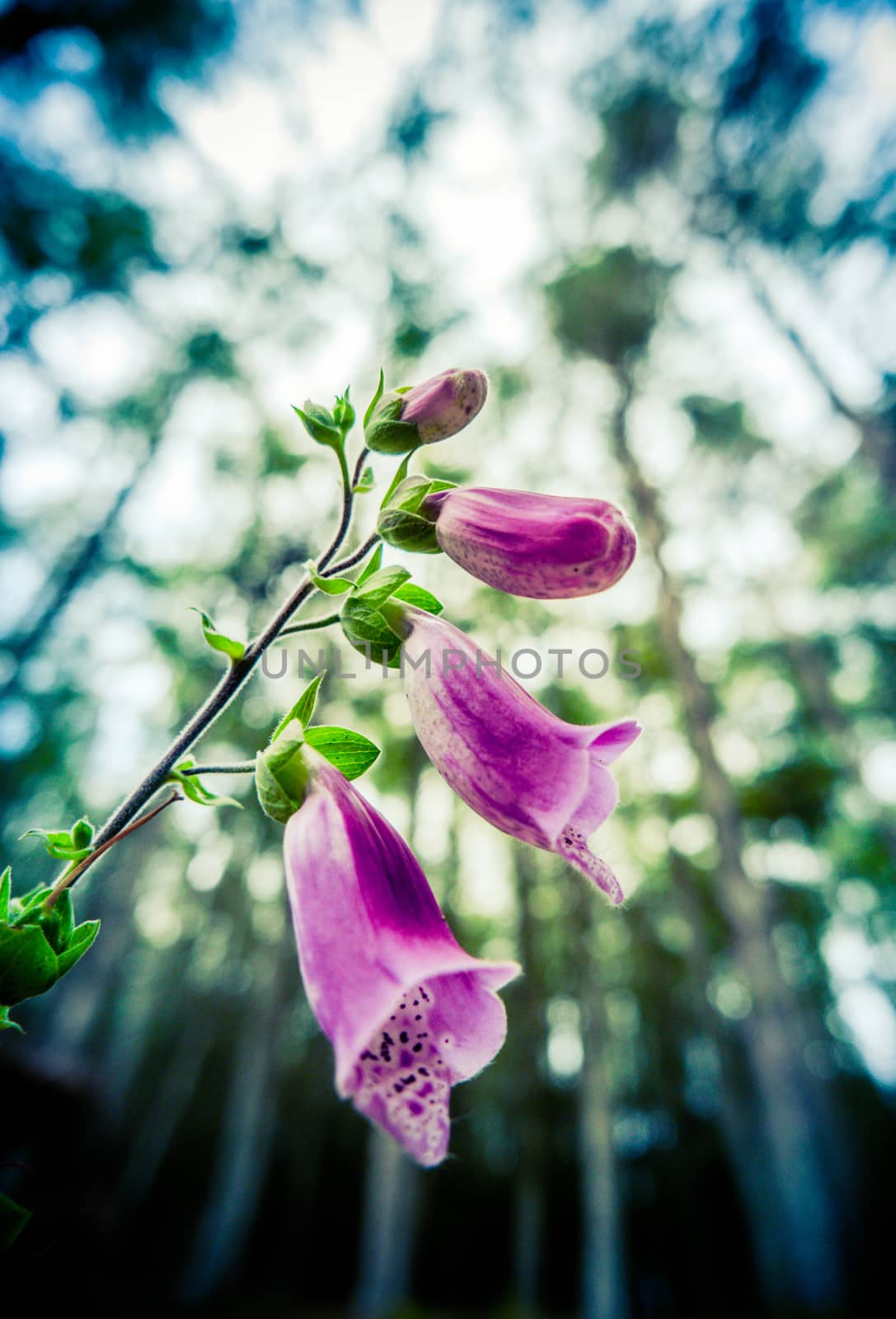 Forest Foxglove Flowers by mrdoomits