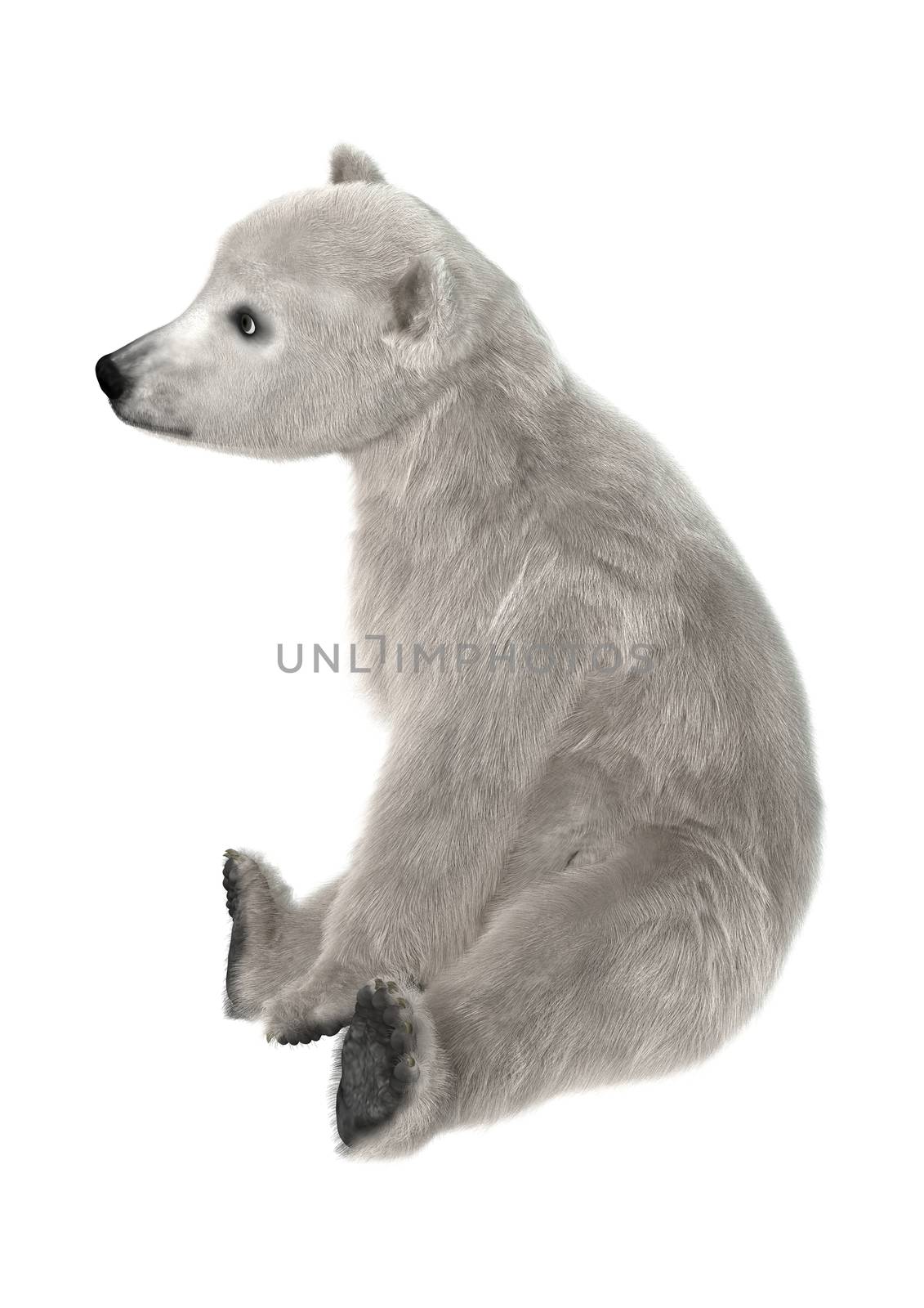 3D digital render of a polar bear cub sitting isolated on white background