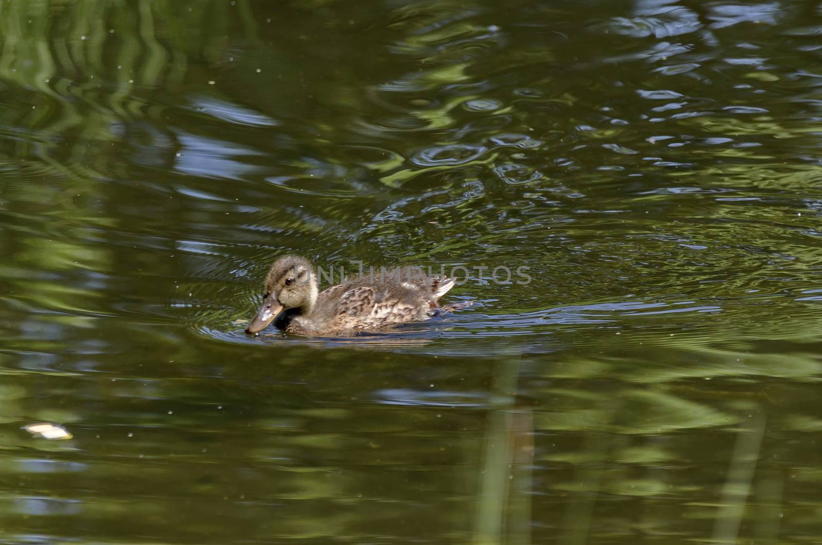 Hen duckling mallard  with brown feathers  swimming on pond, Sofia, Bulgaria