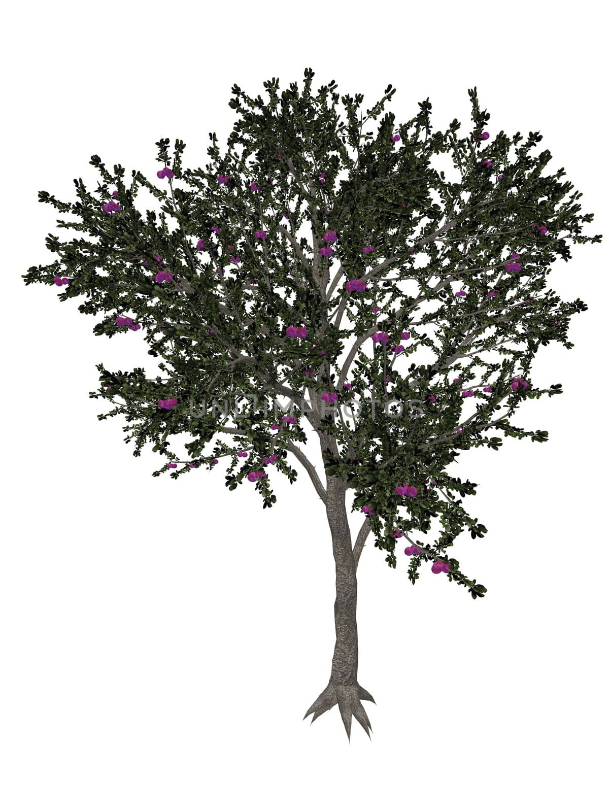 Blackthorn or sloe tree - 3D render by Elenaphotos21