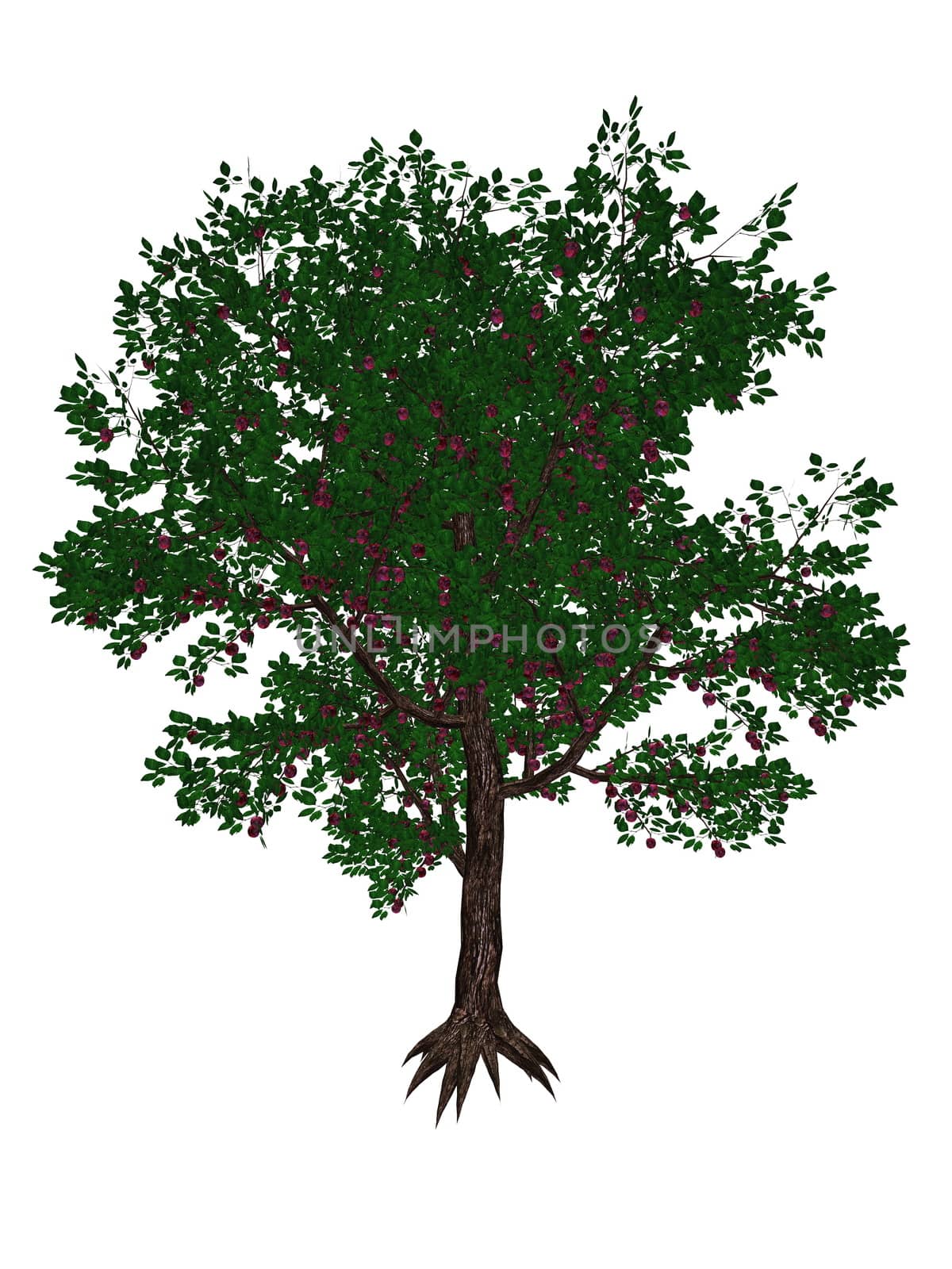 Plum tree - 3D render by Elenaphotos21