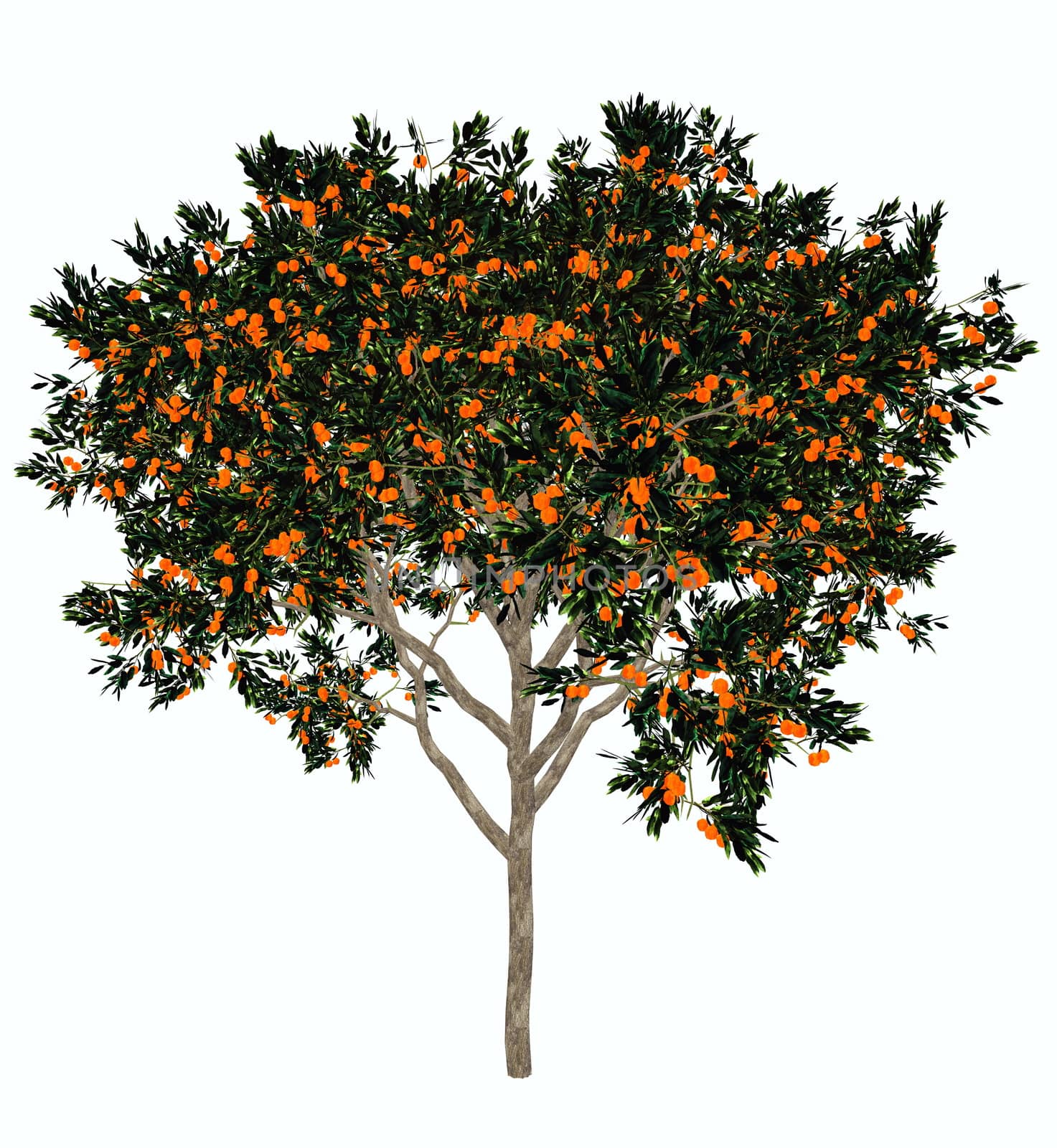 Sweet orange, citrus sinensis, tree isolated in white background - 3D render