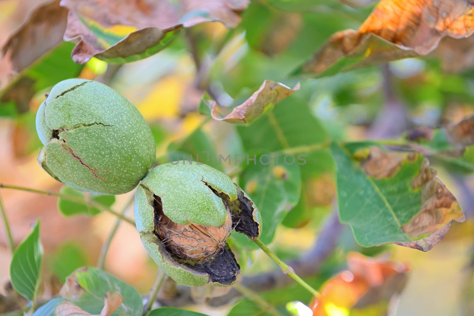ripe walnut on a tree by mady70