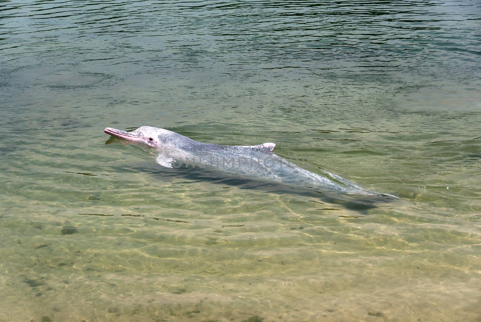 very rare pink dolphin in Singapore protection area