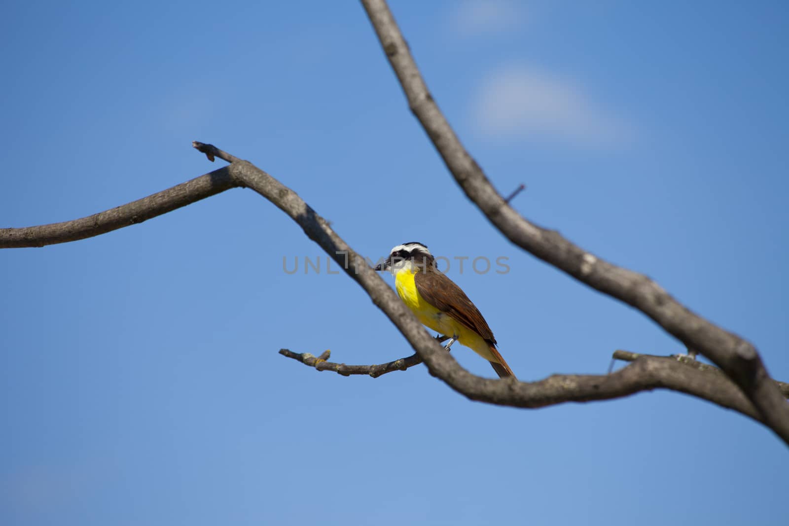 Colorful bee eater on twig with blue sky by gigra