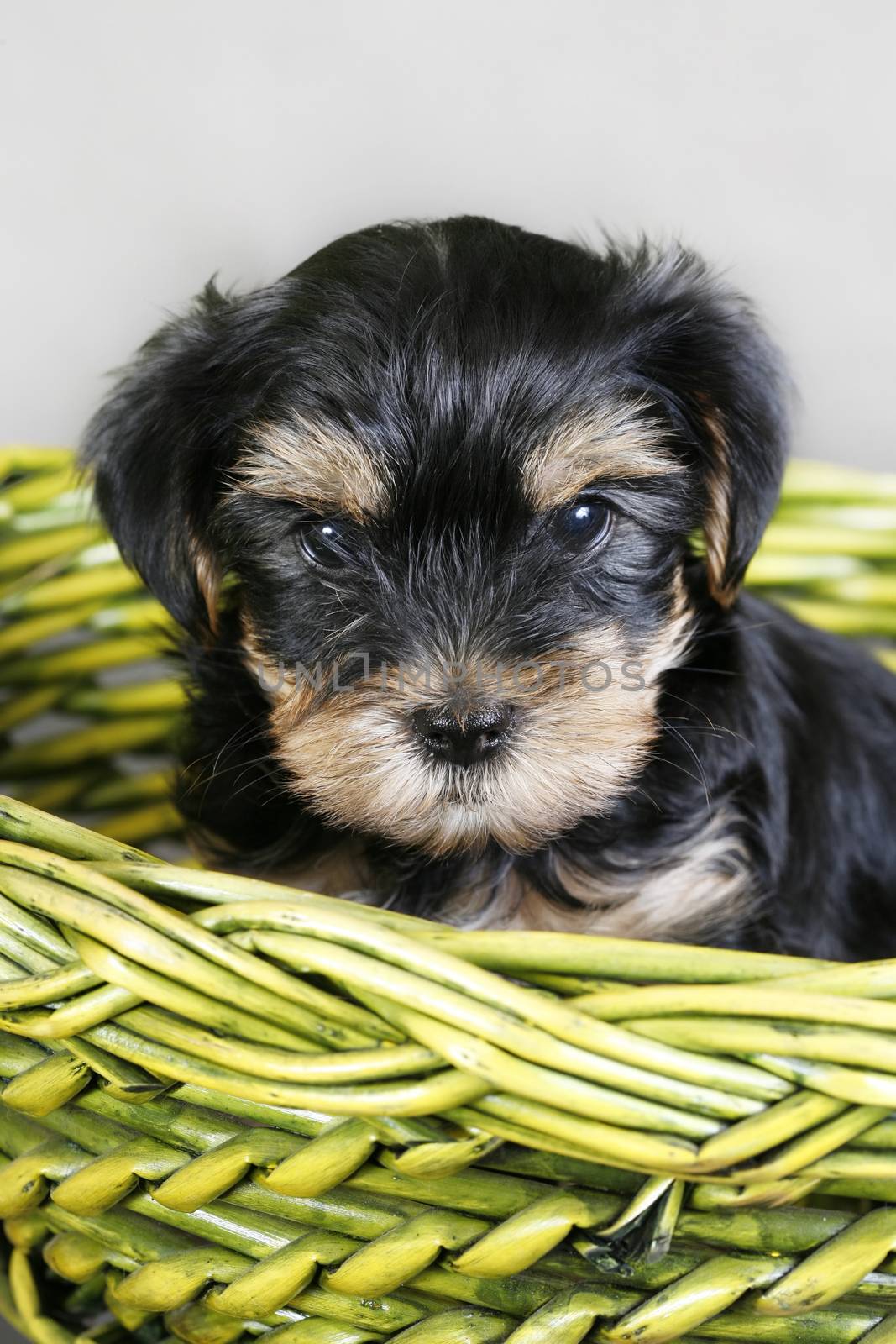 Baby of the yorkshire terrier in a green basket