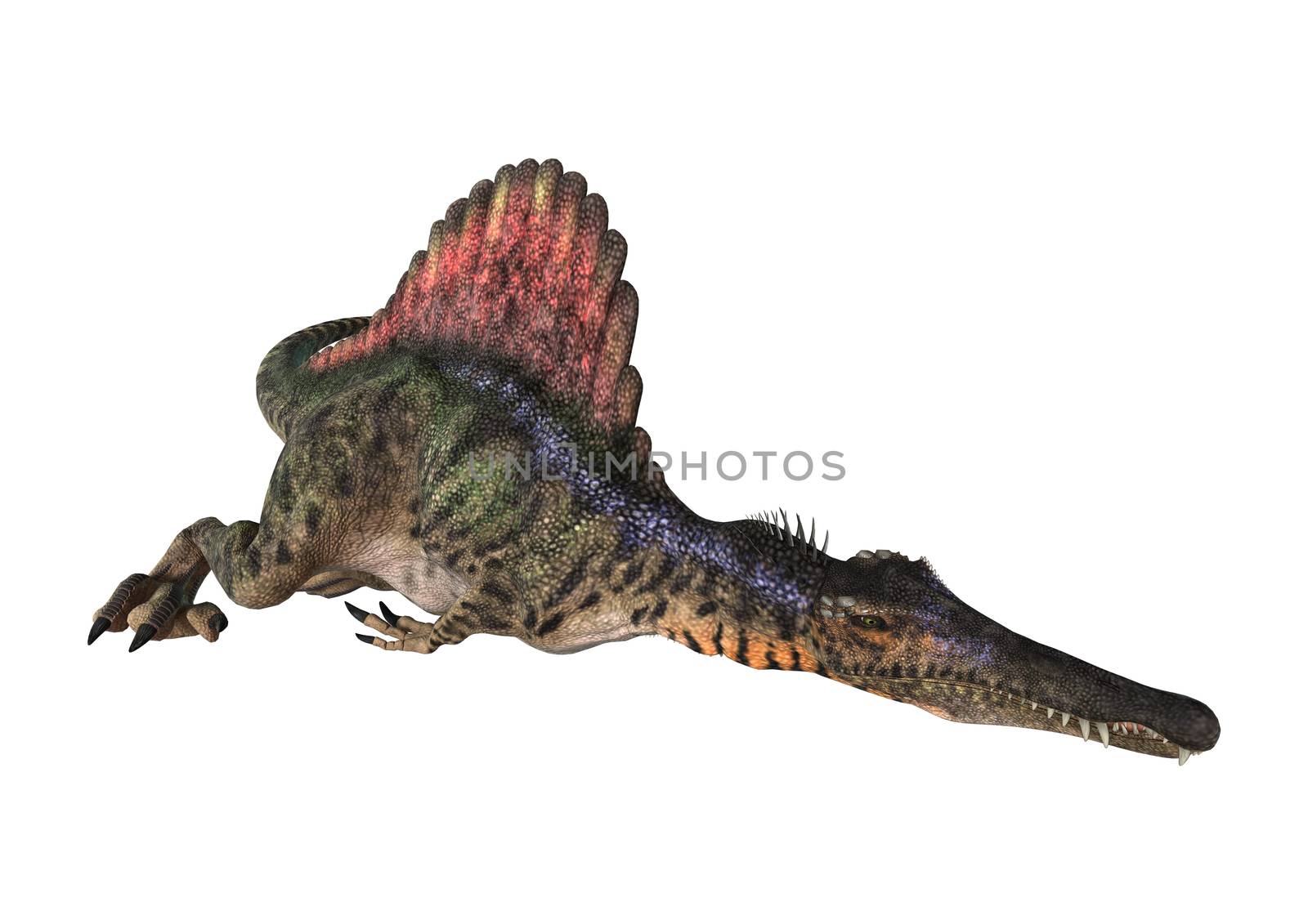 3D digital render of a dinosaur Spinosaurus isolated on white background