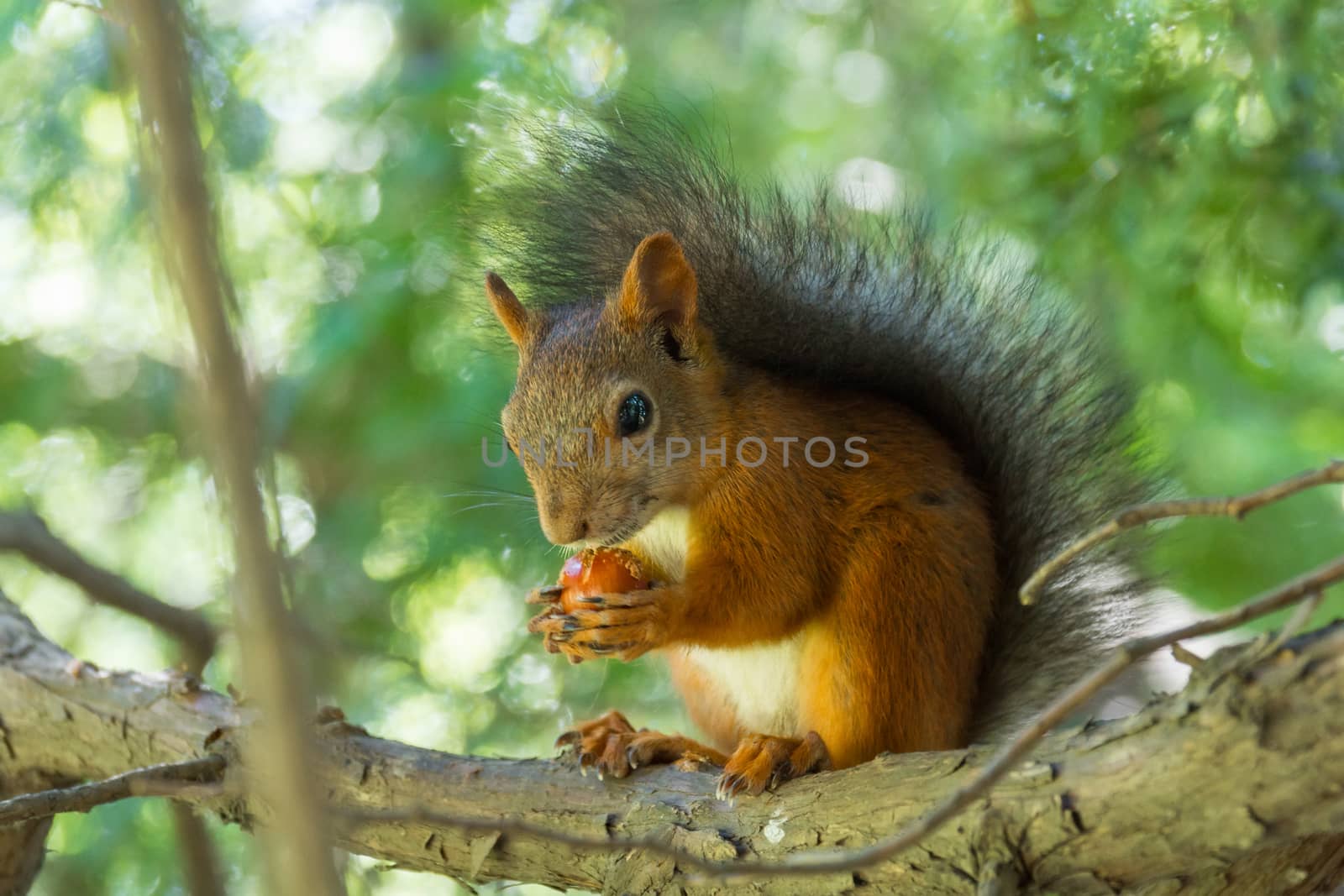 The photo shows a squirrel with a nut. Squirrel sits and eats a nut.