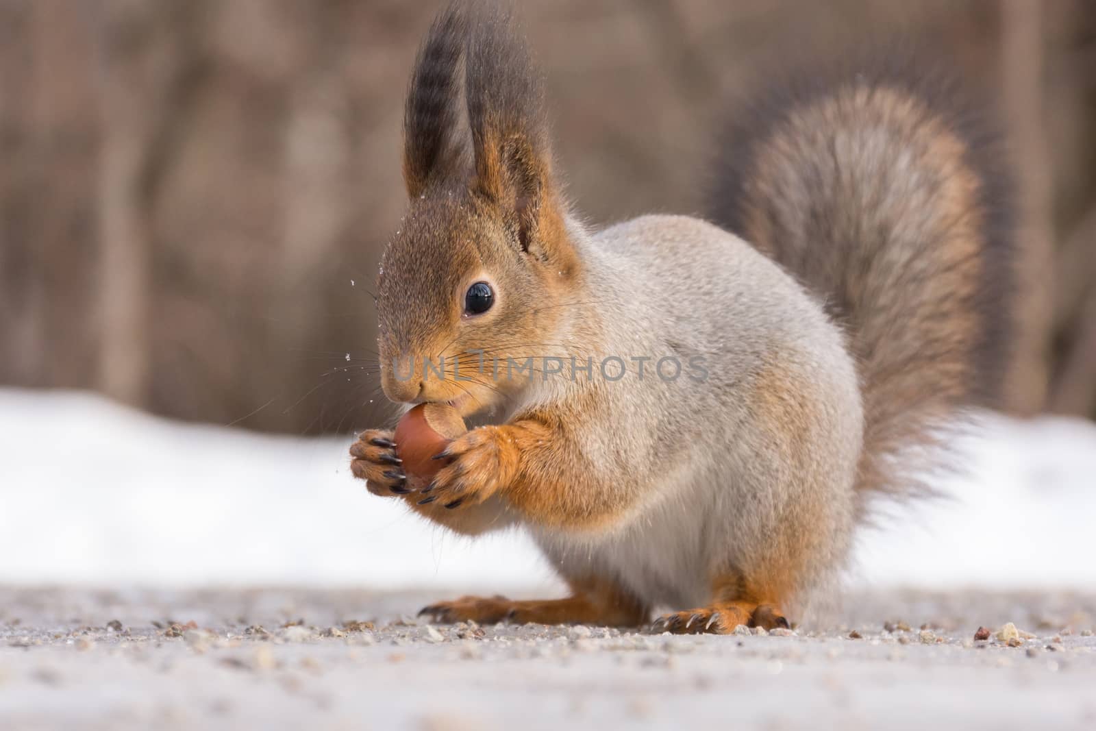 The photo shows a squirrel with a nut. Squirrel sits and eats a nut. by AlexBush