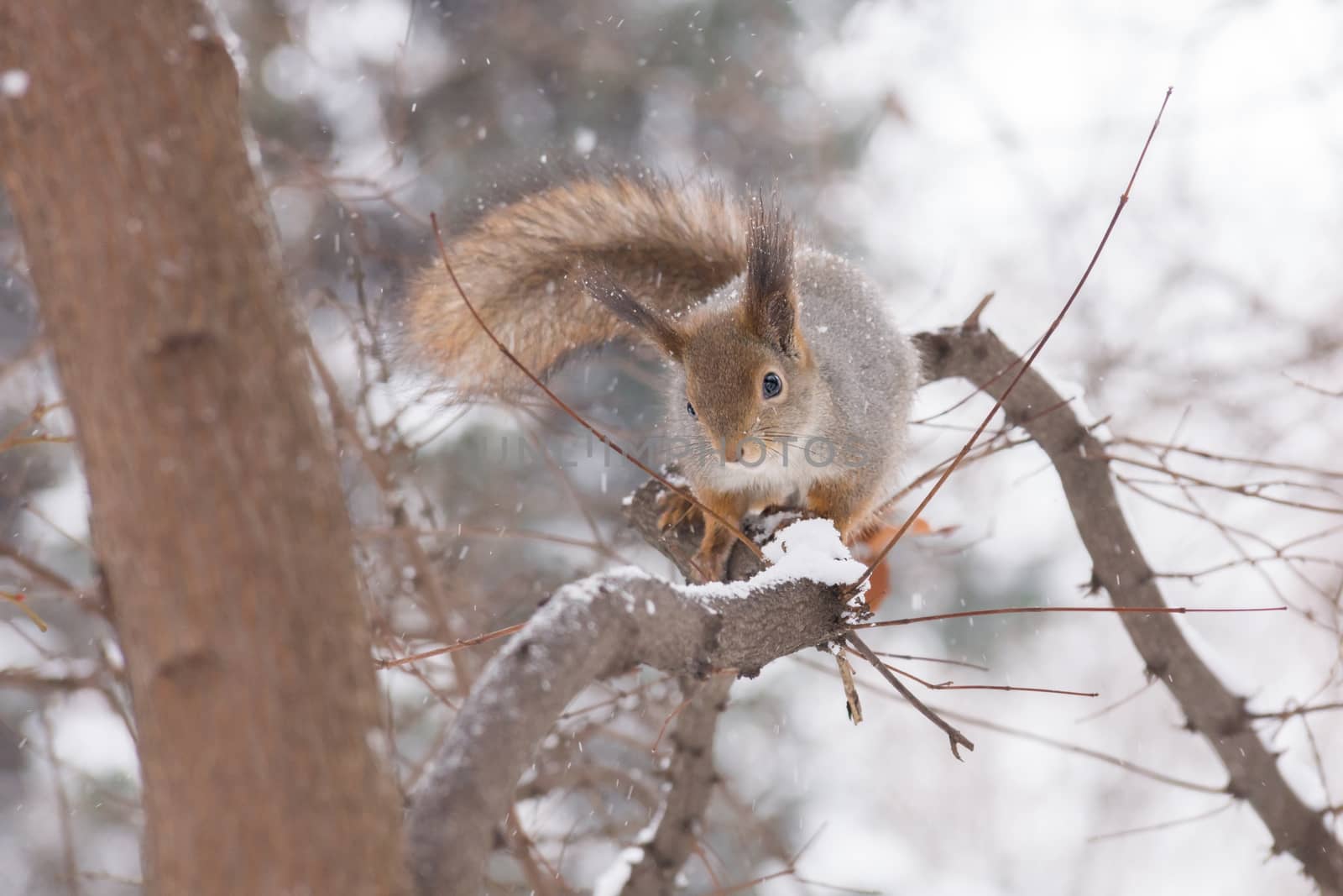 The photo shows a squirrel with a nut. Squirrel sits and eats a nut. by AlexBush