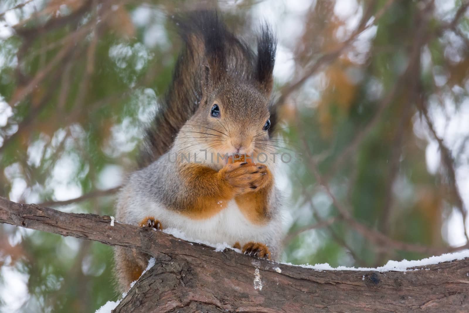 The photo shows a squirrel with a nut. Squirrel sits and eats a nut.