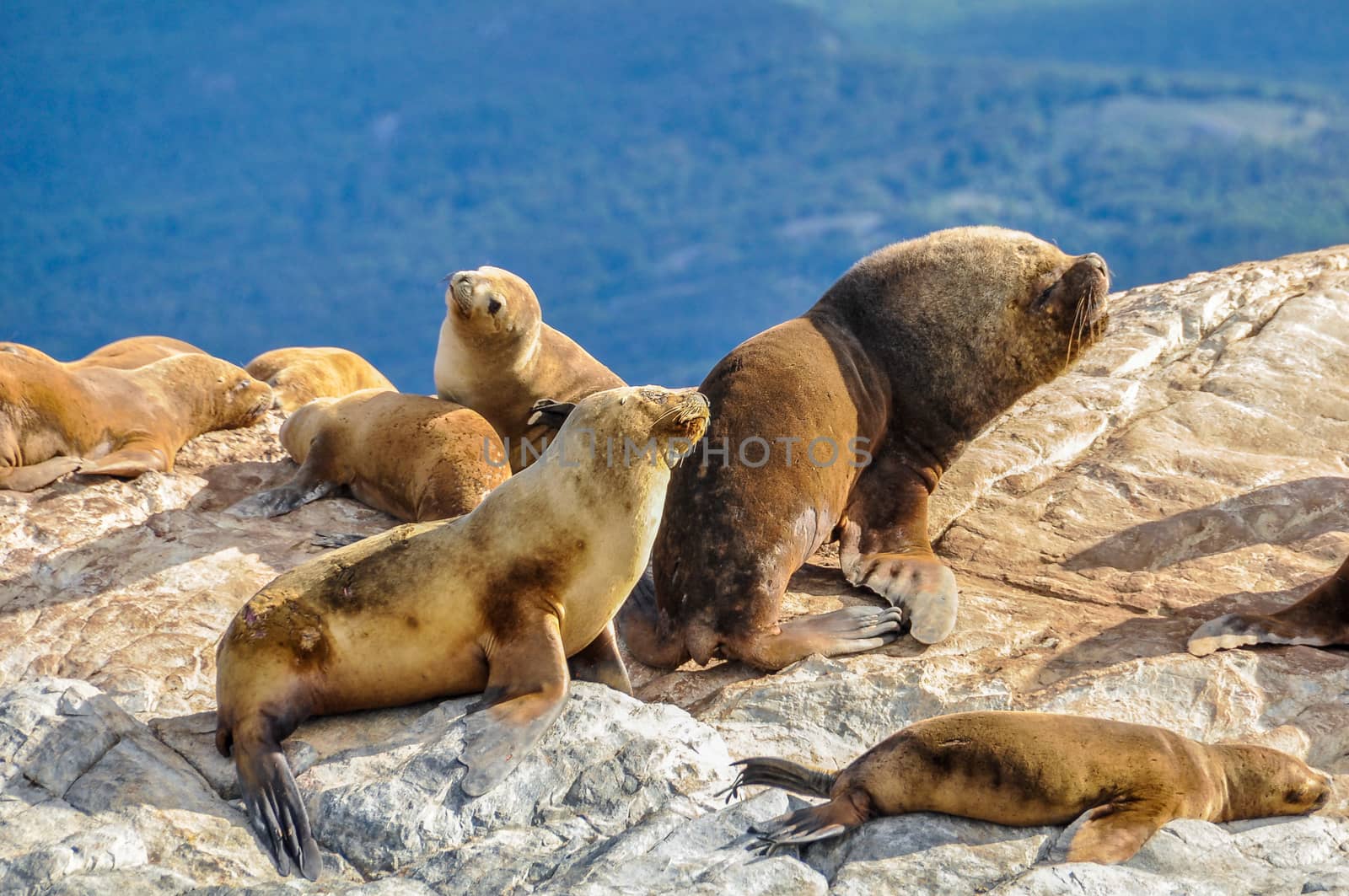 Seals and sea lions, Beagle Channel, Ushuaia, Argentina