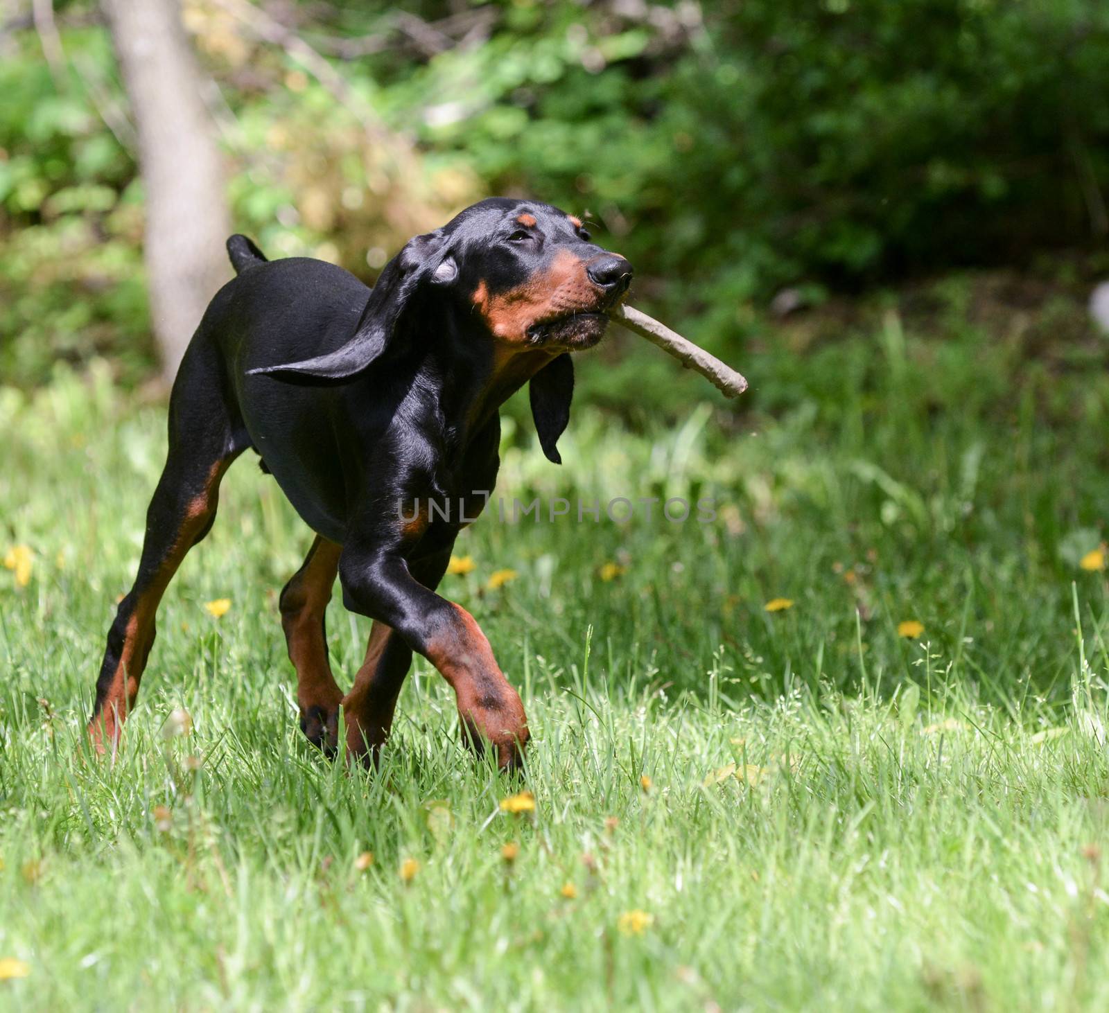 black and tan coonhound playing fetch with a stick
