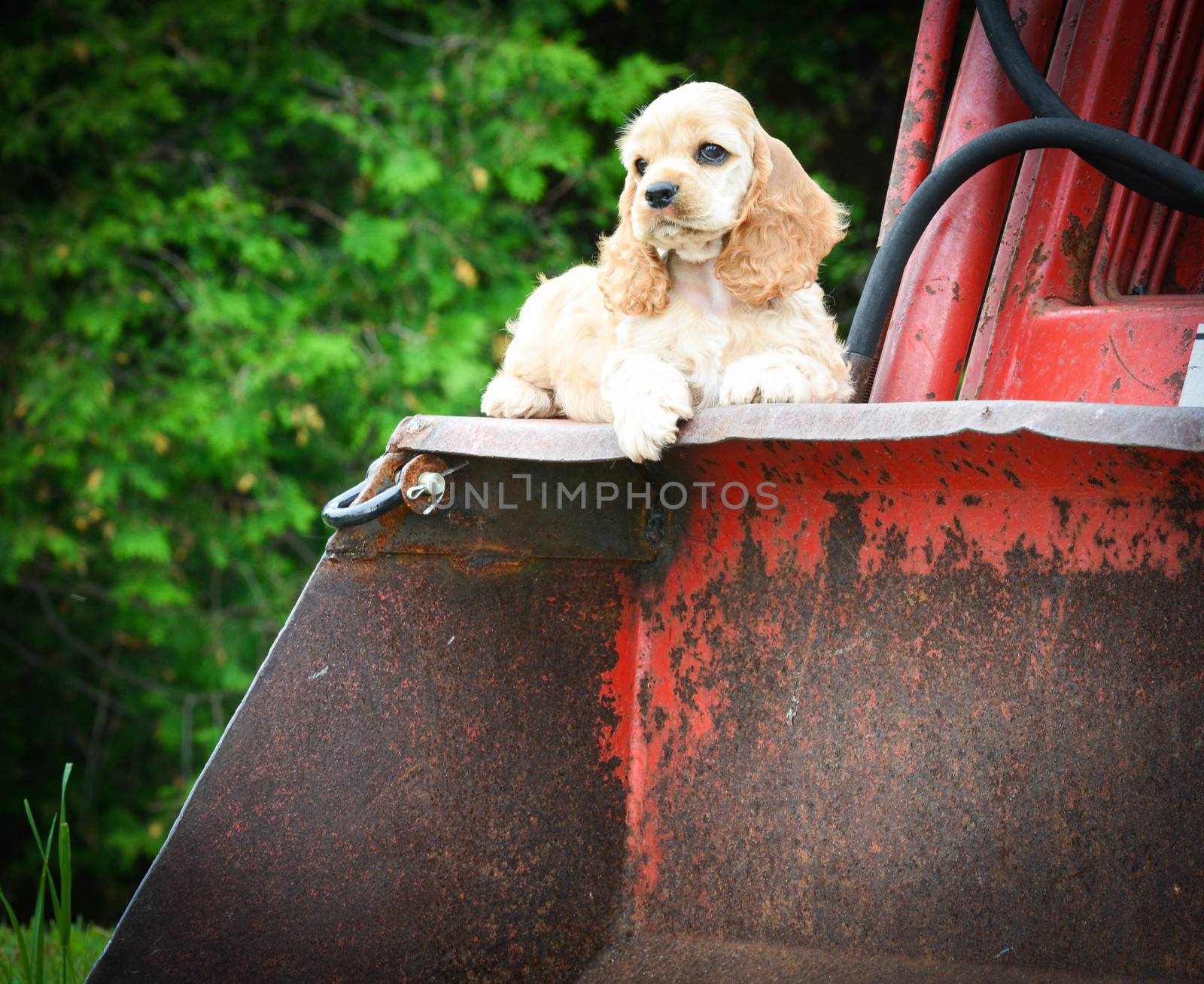 cute puppy laying on rusty tractor - american cocker spaniel