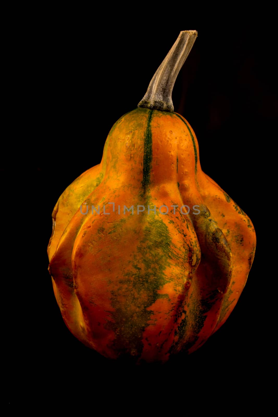 The ornamental pumpkins do not eat, are used to decorate the house, not only during Halloween