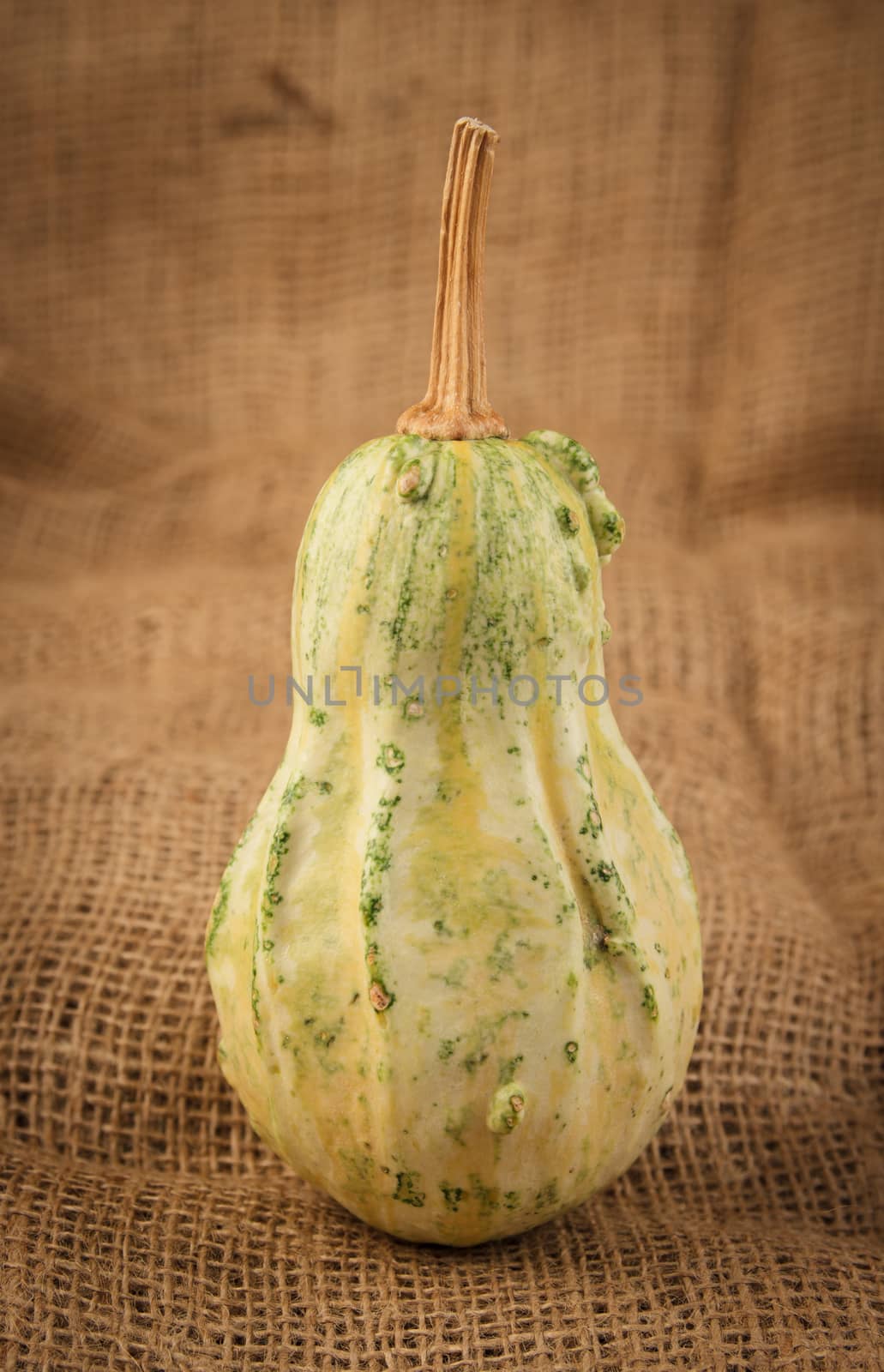 ornamental gourd by goghy73