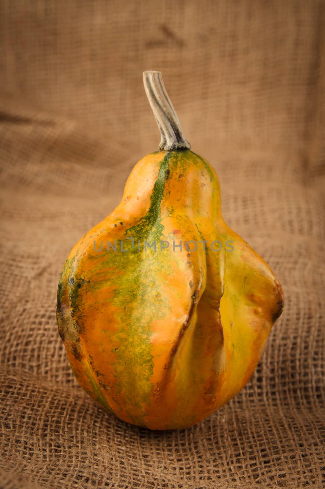 ornamental gourd by goghy73