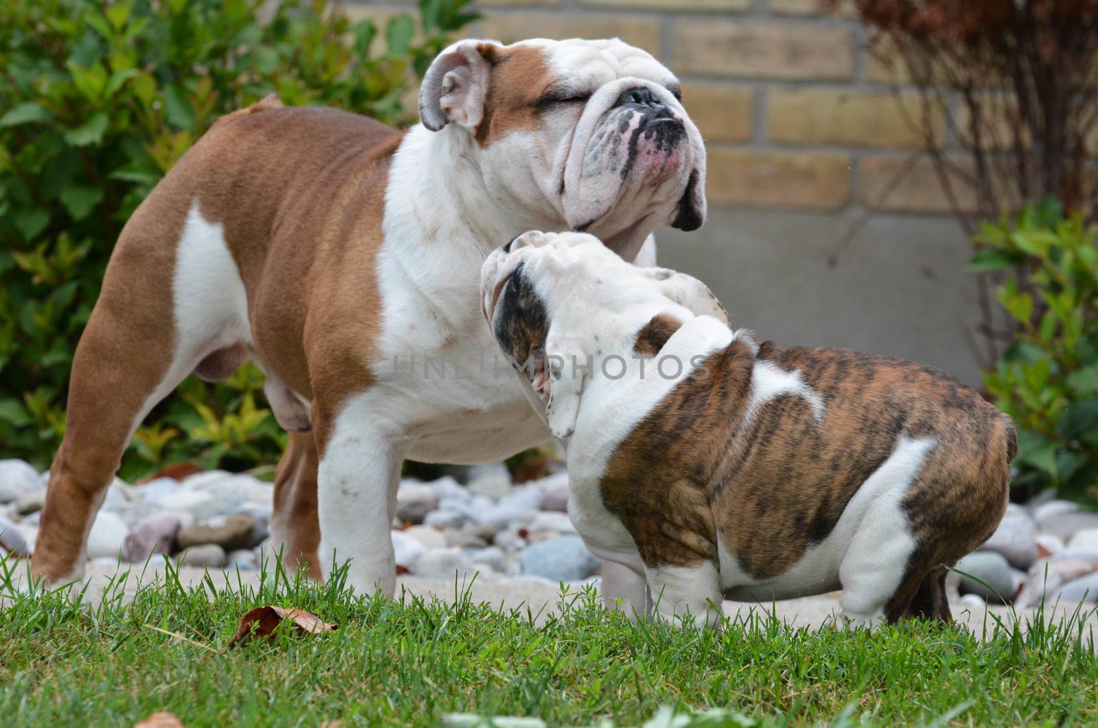 adult and puppy bulldogs playing outside