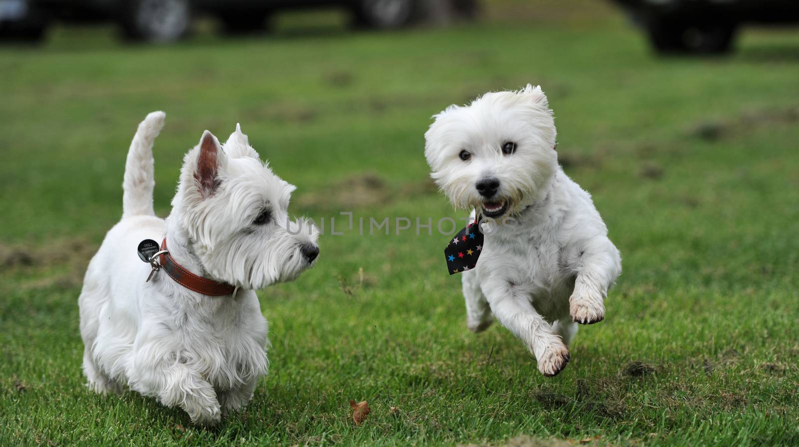 AUSTRALIA, Evandale: West Highland terriers race during the Clarendon Spring Fling, a family fun day held by the National Trust of Tasmania at Clarendon House, Evandale on September 20, 2015. About 300 visitors dropped by the iconic colonial house to enjoy an agricultural showcase, local produce from a range of stallholders and the racing of the Westies, all held to mark the warmer weather.