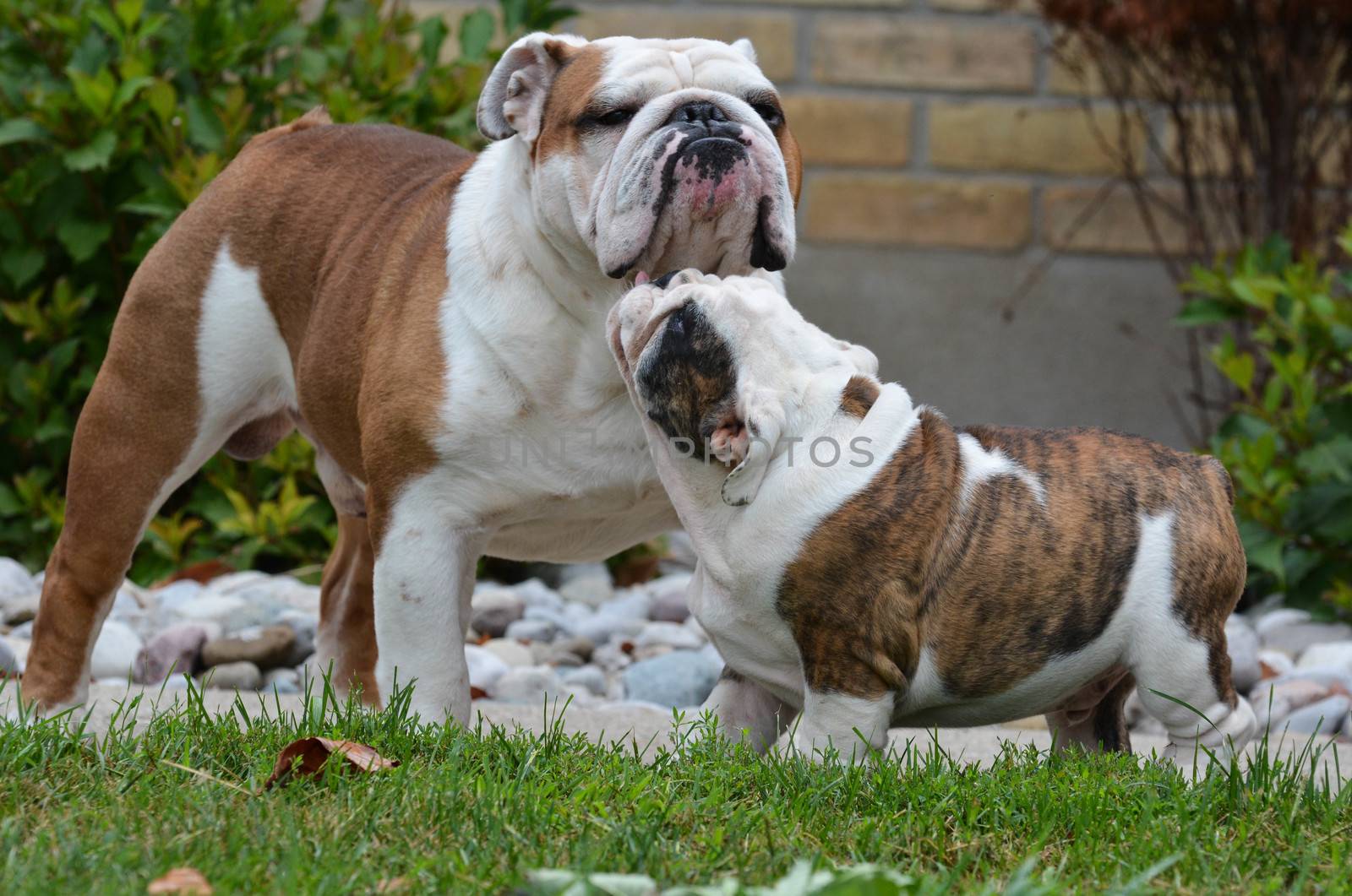 adult and puppy bulldogs playing outside