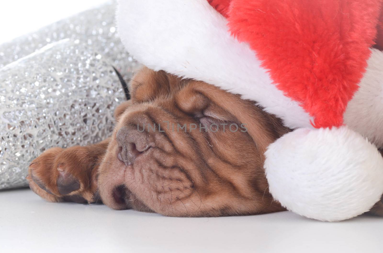 christmas puppy - dogue de bordeaux wearing santa hat on white background - 5 weeks old