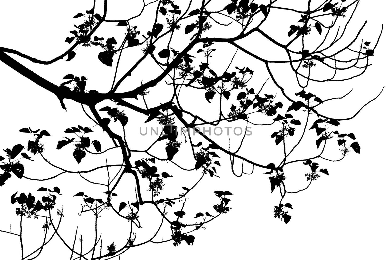 Silhouette of tree isolated on white background