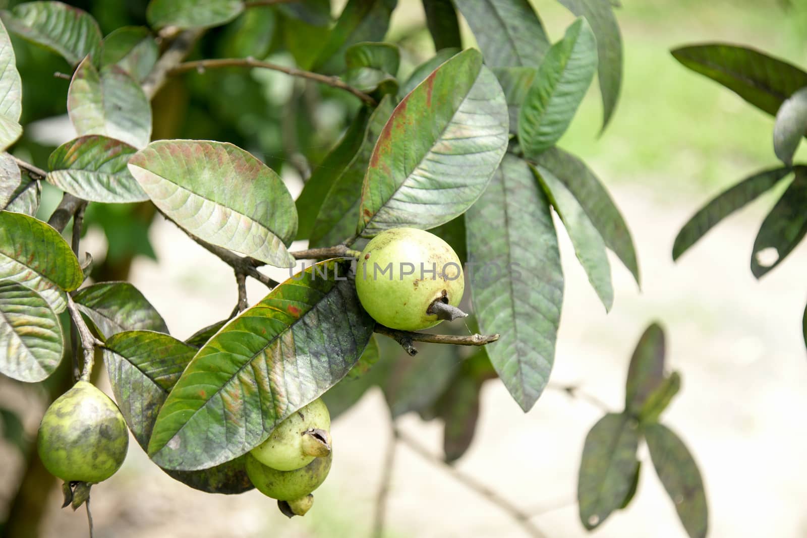 Bunch of guava fruits and leaf in a tree by mranucha