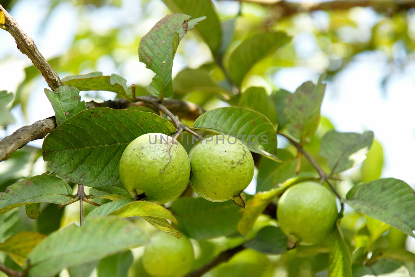 Bunch of guava fruits and leaf in a tree by mranucha