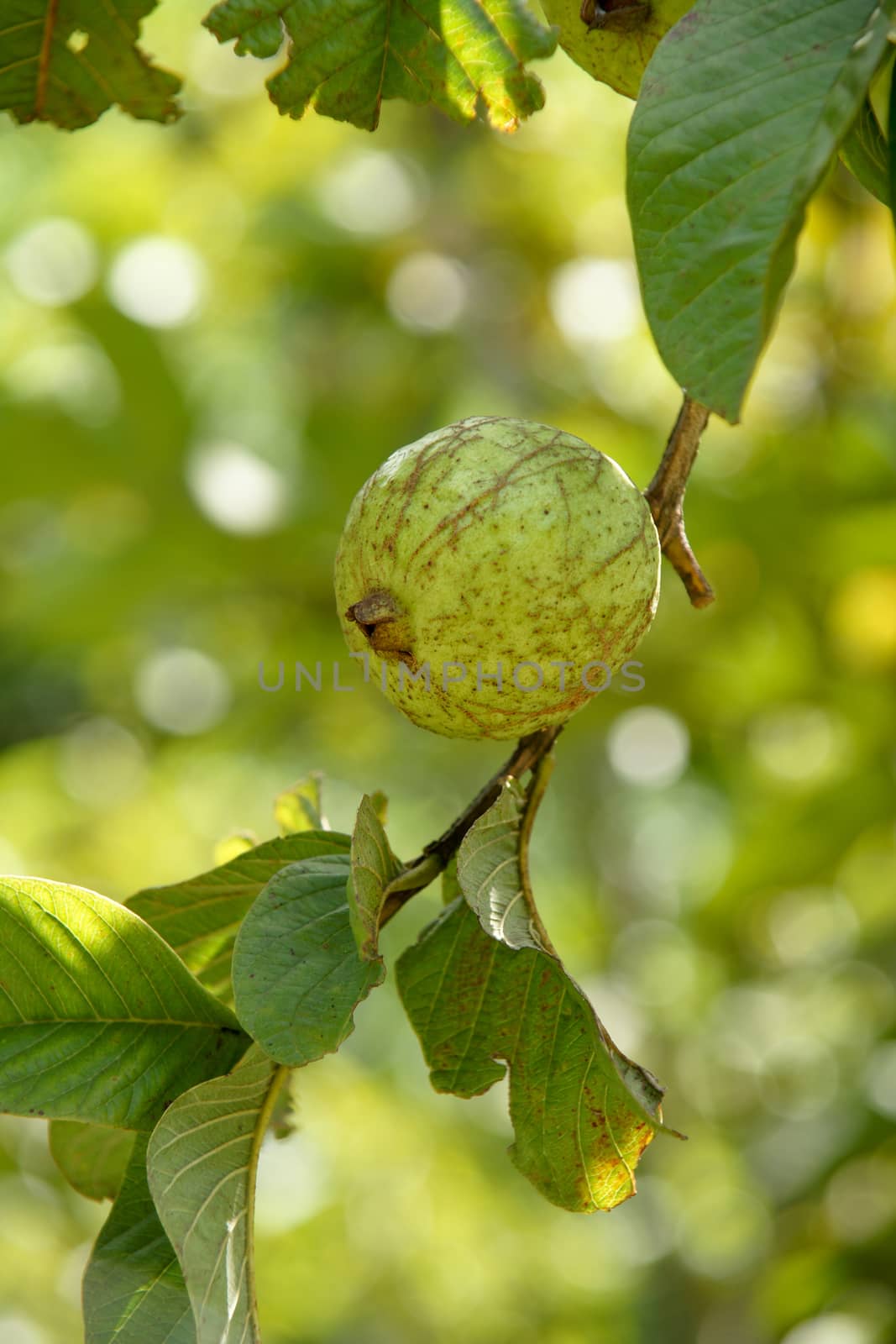 Bunch of guava fruits and leaf in a tree by mranucha