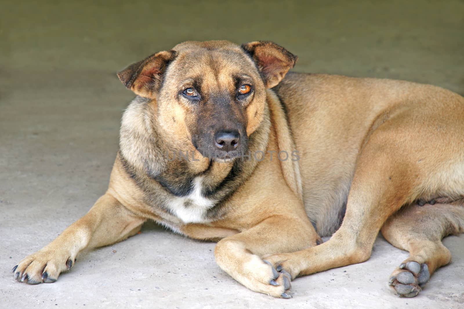 Lonely Thai dog lay down on the floor by mranucha