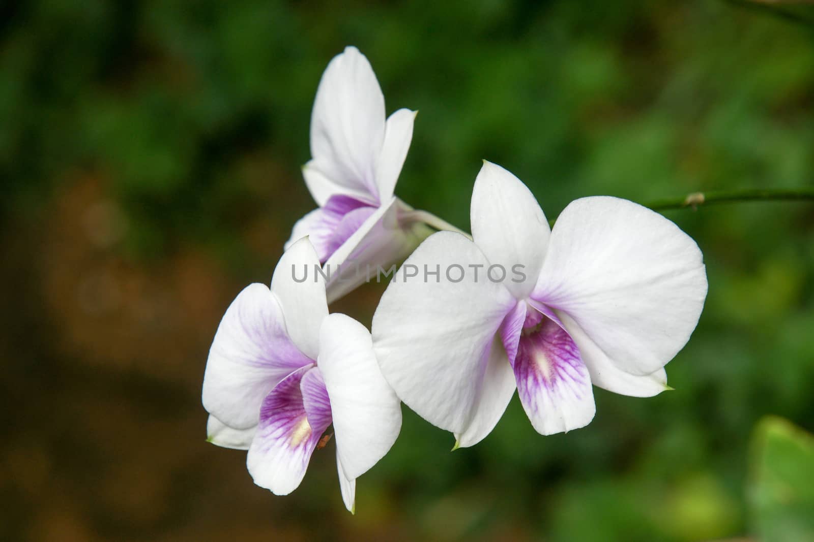 Branch of violet spotted orchids on a black tone background