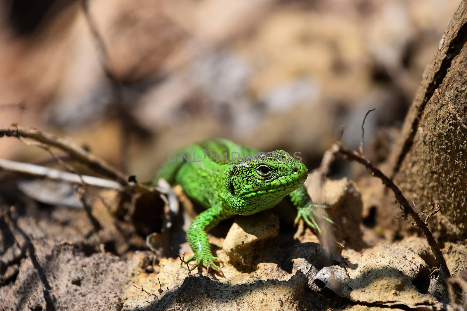 Green lizard stalking among stones, fallen leaves and twigs, fro by BreakingTheWalls