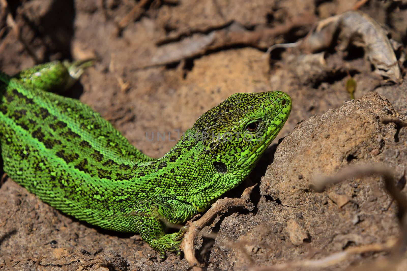 Dragons are back 2 - green lizard stalking among stones, fallen leaves and twigs (in a side twist view)