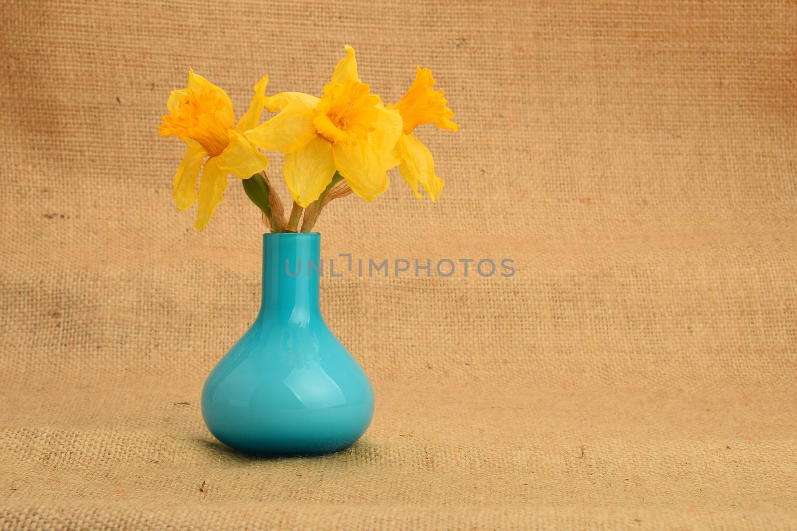 Dried-up yellow narcissus bouquet in a blue vase on background o by BreakingTheWalls