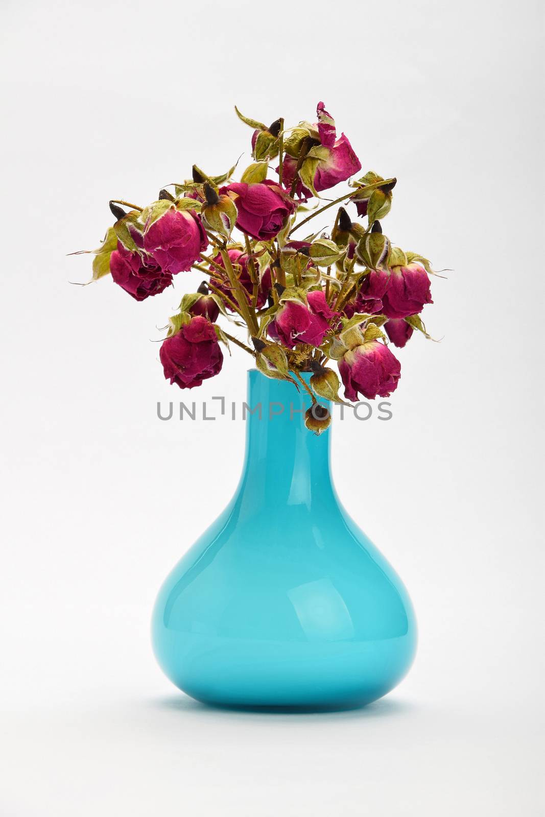 Dried-up red roses in a blue vase on white background with shade